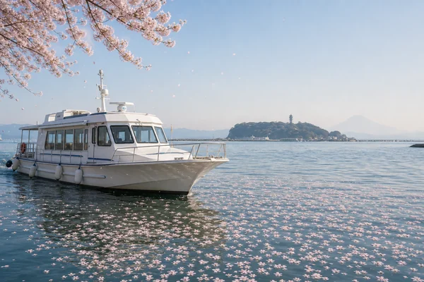 海洋散骨の月別ベストシーズン｜神奈川（相模湾）の月別水温・海況・参列適否表【2026年版】のサムネイル画像